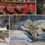 Jhalana leopard safari
